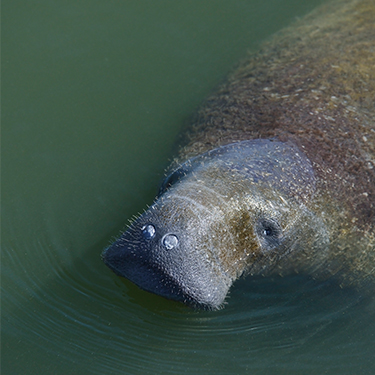 How do you spot a manatee?