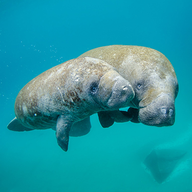 Are there manatees on Captiva Island?