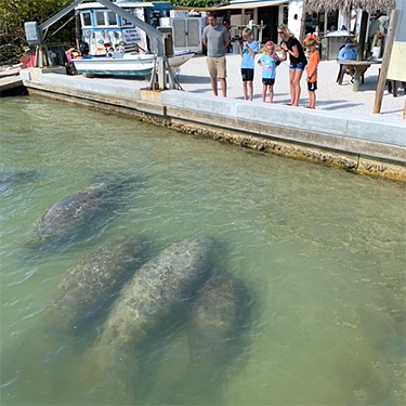 Where can you see the most manatees in Florida?