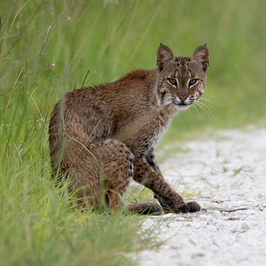 Are There Bobcats on North Captiva Island